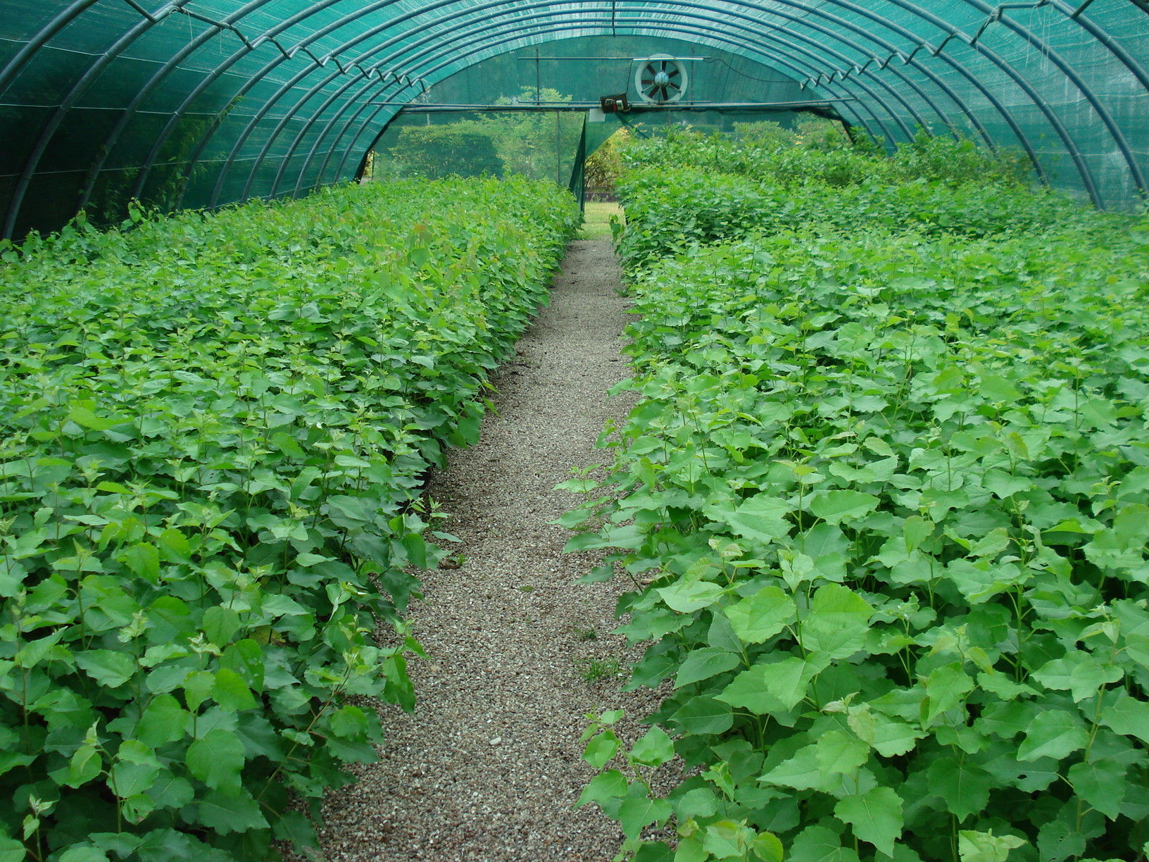 Anzucht von Sämlingen