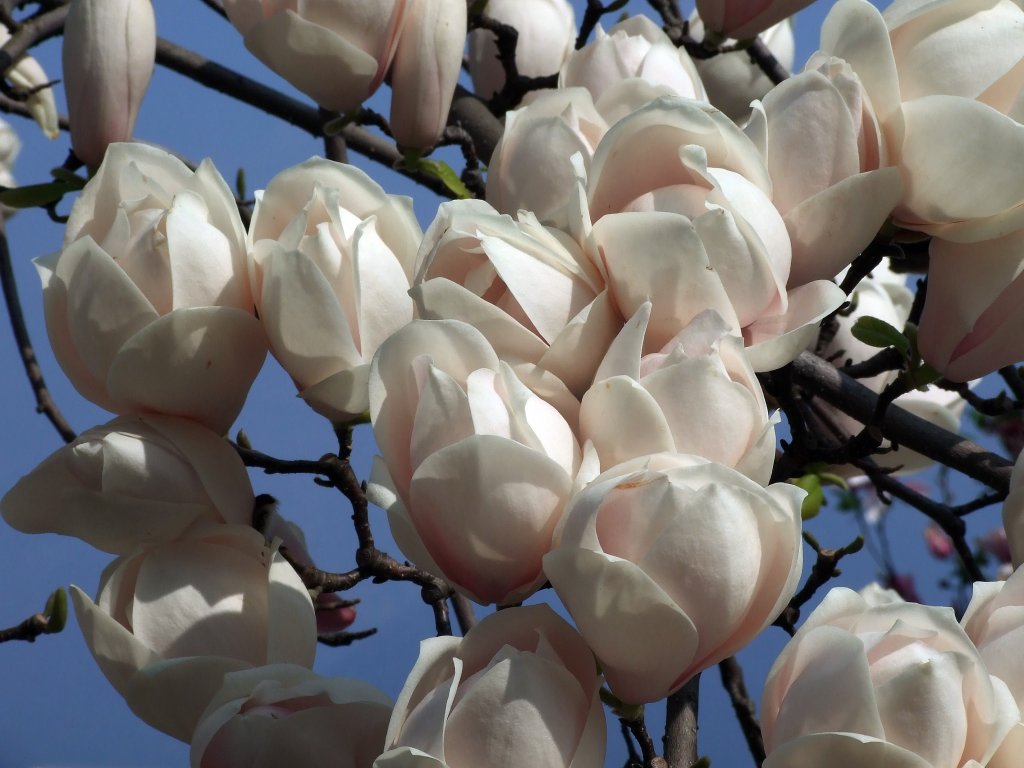 Magnolia soulangeana.jpg