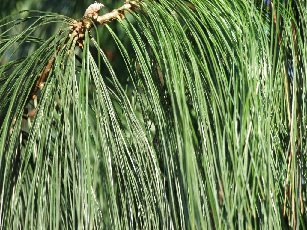 Pinus wallichiana.JPG.jpg